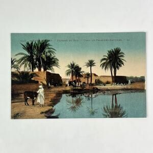 Antique Postcard Algeria North Africa Date Palm Oasis Landscape from France
